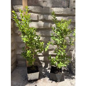 Ligustrum vulgare 'Atrovirens' - Общ глог 'Atrovirens' 135470586 - Растениевъдство
