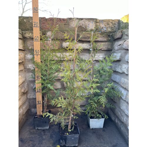 Thuja occidentalis &#039;Brabant&#039; - Tuia occidentalis &#039;Brabant&#039; (verde)