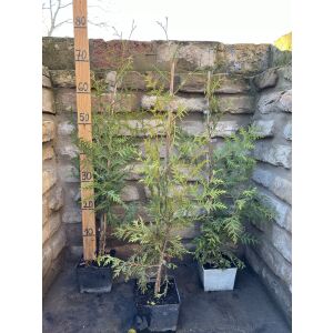 Zöld nyugati tuja – Thuja occidentalis ‘Brabant’ - Méret: 100/120 135470953 - Pflanzenanbau