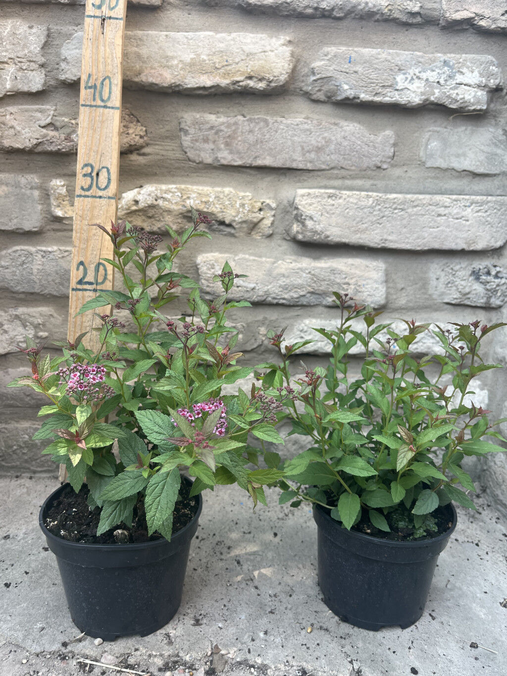 Spiraea japonica 'Anthony Waterer' - tawuła japońska - Tawuła japońska 'Anthony Waterer'