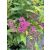 Spiraea japonica &#039;Anthony Waterer&#039; - Tavolník japonský &#039;Anthony Waterer&#039; 135470962