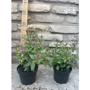 Spiraea japonica 'Anthony Waterer' - tawuła japońska - Tawuła japońska 'Anthony Waterer'