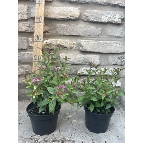 Spiraea japonica 'Anthony Waterer' - tawuła japońska - Tawuła japońska 'Anthony Waterer' 135470962