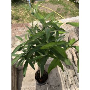 Buddleia davidii - Budleja 'Biała' (białe kwiaty)