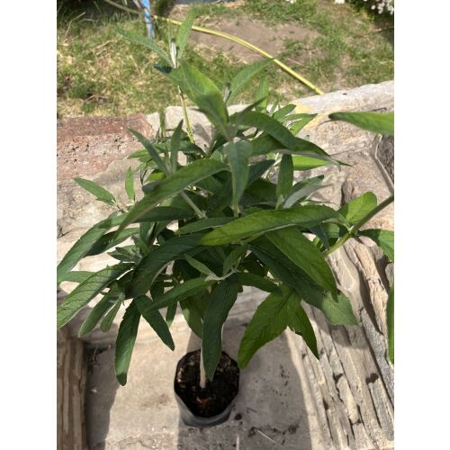 Buddleia davidii - Budleja 'Biała' (białe kwiaty) 135470974