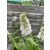 Buddleia davidii - Бъдлея с бели цветя 135470974