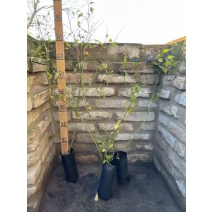 Kerria japonica &#039;Pleniflora&#039; - Japonská zlatice &#039;Pleniflora&#039; 135470977 - Bokor a Cserje