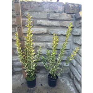 Ligustrum ovalifolium 'Aureum' Златен лигуструм, 3 растения в саксии, готови за засаждане - Градинарство