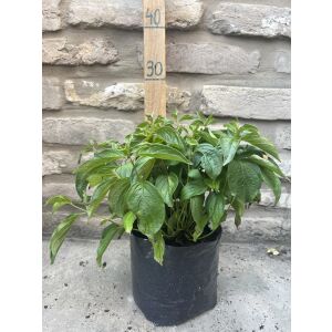 Cornus stolonifera 'Kelsey' - Джудже сладник 135471277 - Растениевъдство