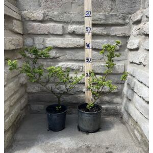 Ulmus elegantissima "Jacqueline Hillier" - Drobné ulmus &#039;Jacqueline Hillier&#039; 135471284 - Záhrada