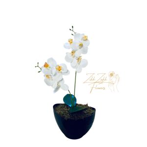 Fehér Orchidea - Tiszta Elegancia