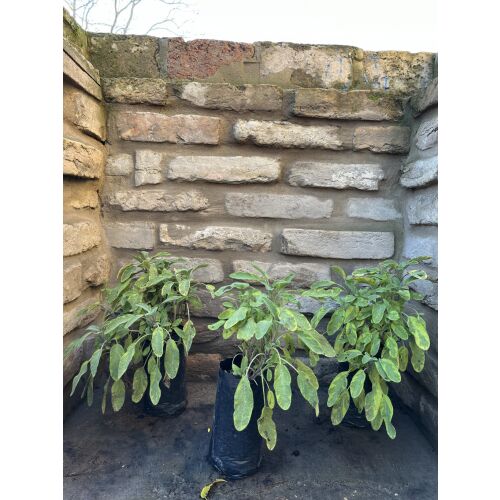 Salvia officinalis 'Aurea' - Жълта лекарствена мащерка 135471287