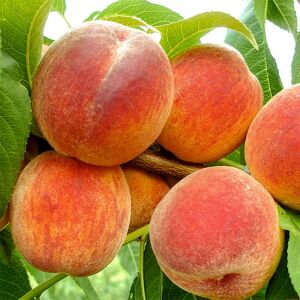 Őszibarack – Cardinal fajta 120060908 - Kertépítés