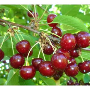 Meggy - Kolozsvári Timpuri fajta 120060909 - OEM