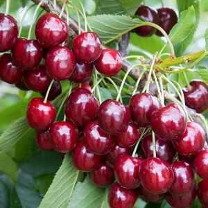 Cseresznye – Királynő fajta 120060912 - Növénytermesztés