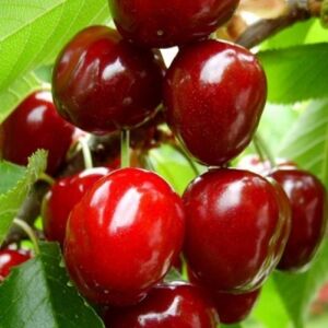 Cseresznye – Beszterce korai fajta 120060926 - Növénytermesztés