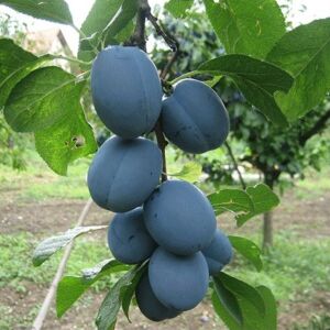 Szilva – Cacanska Lepotica fajta 120060929 - OEM