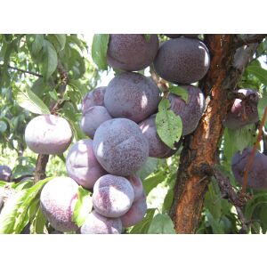 Szilva – ANGELENO fajta – japán szilva 120060931 - Növénytermesztés