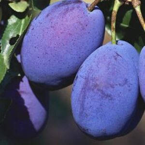 Szilva – Stanley fajta 120060936 - OEM