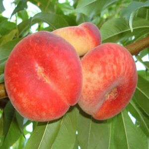 Őszibarack – Paraguay fajta – Lapos 120060938 - Növénytermesztés