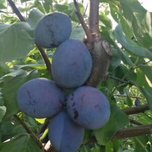 Szilva – A Yoyo fajta 120060937 - OEM