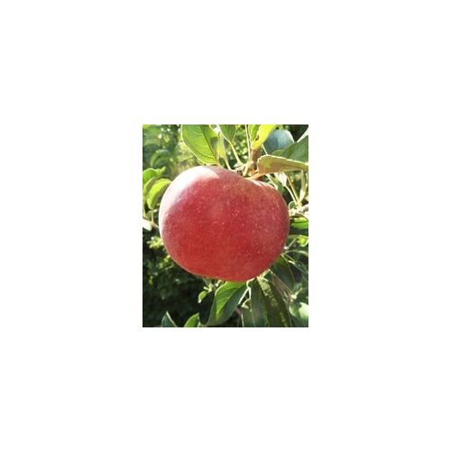 Malus - Jabloň &#039;Idared&#039; 135471016