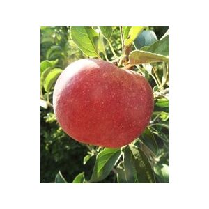 Téli alma – Idared – Malus - konténeres - Méret: 120/150 135471016 - Pflanzenanbau