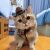 Macska cowboy kalapban és bandánával