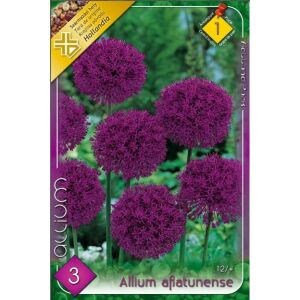 Diszhagyma, Allium aflatunense, 3 db /csomag 120445993 - Virág