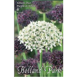 Diszhagyma szinkeverék,Purple&White /6 db /csomag  120445994 - Virág