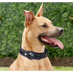 Câine care poartă zgardă neagră Intelligens cu suport AirTag - Petshop