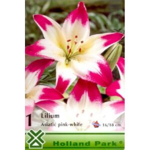 Liliom. Fehér-Rózsaszin , 1 db / csomag  120481934 - Virág