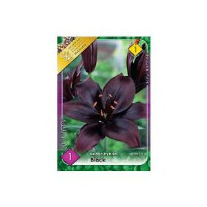 Liliom ,fekete,1 db /csomag 120513379 - Virág