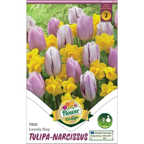 Tuluipán-Nárcisz Duó , Trio Tulipa-Narcissus Lovely Day /9/ db /csomag 120513406
