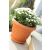 Terra Klasszikus Terrakotta Virágcserép - 30 cm 120549357