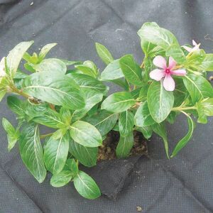 Greenmill fekete agroszövet, 1,6x10m, 50g/m², gyomnövények elleni védőháló, kertészeti szövet, gyomszövet, gyomvédő, gyomszőnyeg, gyomnövények elleni védőfólia, gyomnövények elleni védőháló, gyomnövények elleni védőfólia, gyomnövények elleni védelem, gyomnövények elleni védelem, gyomnövények elleni védelem, gyomnövények elleni védelem, gyomnövények elleni védelem, gyomnövények elleni védelem, gyomnövények elleni védelem - GreenMill