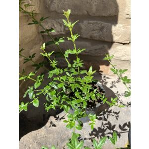 Зимна жасмин, Jasminum nudiflorum, малък, храстовиден храст със зелени листа и жълти цветя, идеален за градини, огради и стени - Растениевъдство