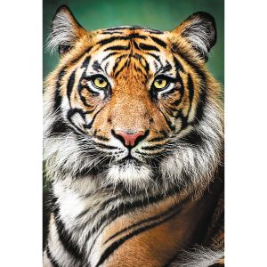 Tigru, Puzzle Trefl 1500 piese, Tigru, Puzzle cu animale - Trefl Puzzle