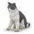 Kot siedzący 123396998