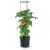Prosperplast TOMATO GROWER kaspó paradicsom termesztésre 29,5 cm antracit 123858126