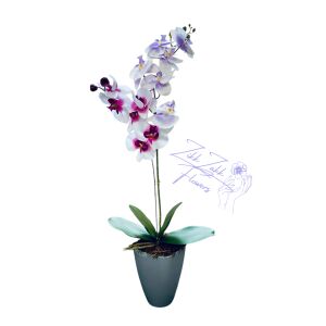  Fehér és Bíbor Orchidea