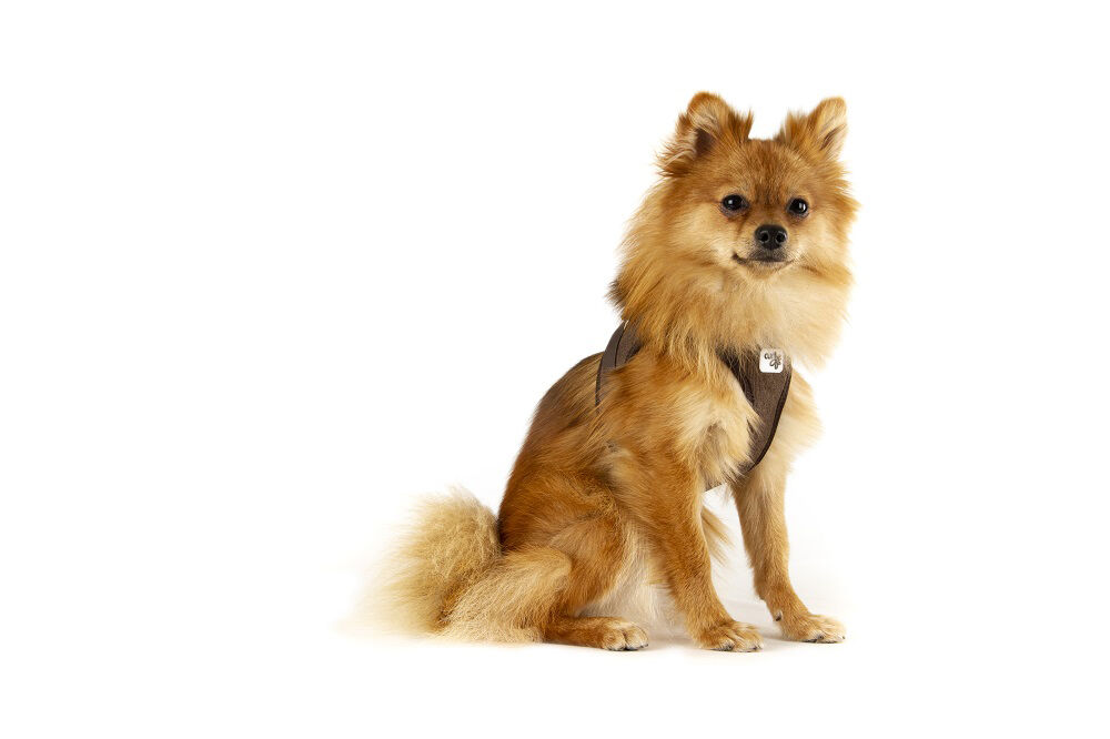 E-shop CURLI Postroj pre psov so sponou Manchester Brown XS, 3-5 kg