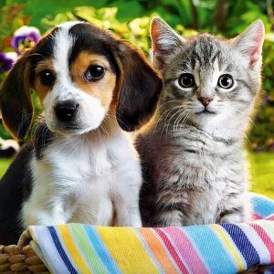 5D gyémánt mozaik hímzőkészlet, Kutya-macska modell, 30x30 cm, tartozékokkal, többszínű