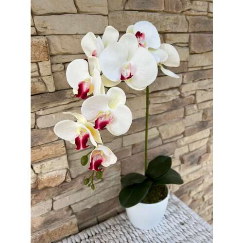 Orchidea 1 szálas kerámia kaspóban-fehér bordó középpel 41317090