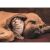 Állatos Cuddles 500 db-os Compact puzzle Clementoni 126130258