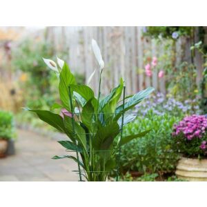 Műanyaggal bevont fém virágtámasz zöld 60cm (Nature) 126677669 - Nature