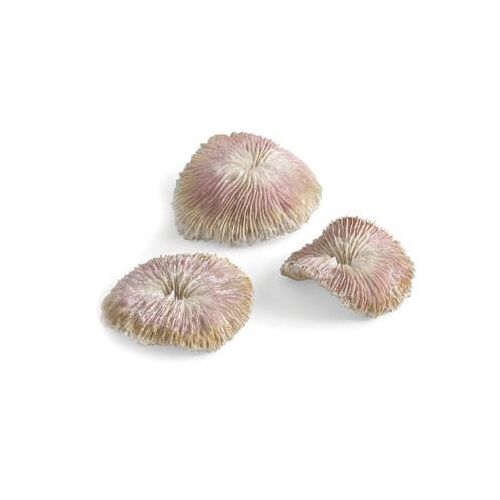 biOrb plate coral set 126679104