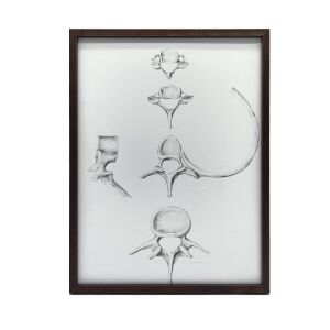 Anatómiai gerinc poszter C6, C7, Th5, és L4 szegmensekkel, fekete keretes, 30x40 cm, Harmony Posters - Lakberendezés