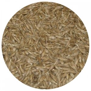 Bio tönköly búzafű mag 30kg 128195602 - Csíramag