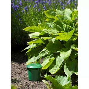 Csigacsapda snail trap in garden setting - Live Animal Trap